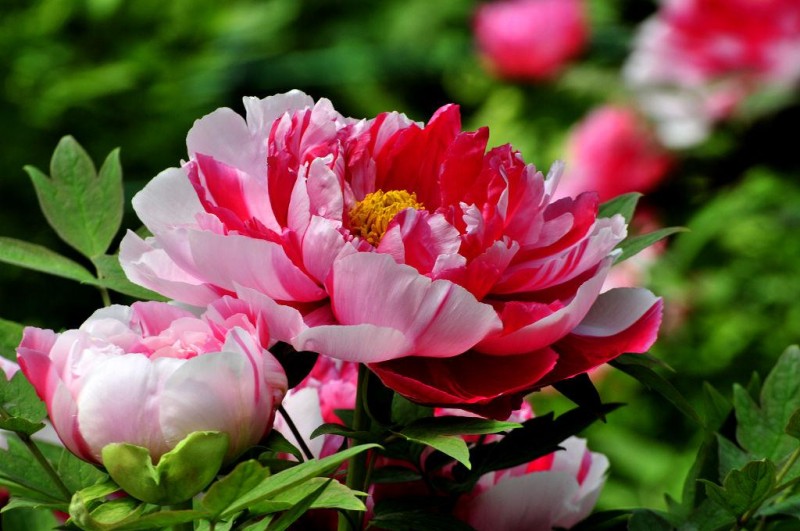 Peony in Blossom